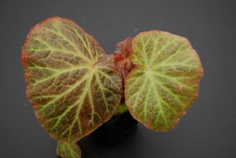 B. ‘Doris Happel’